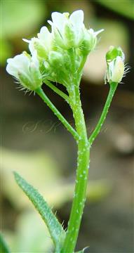  Inflorescence